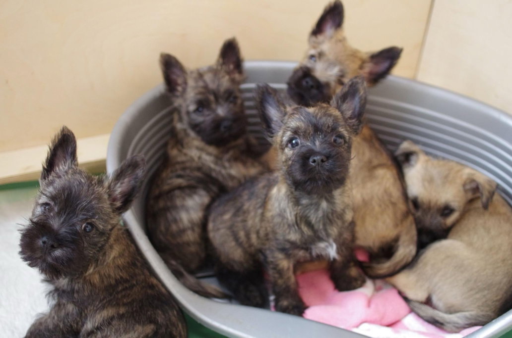Daria, pet sitter in Amsterdam, photo 1