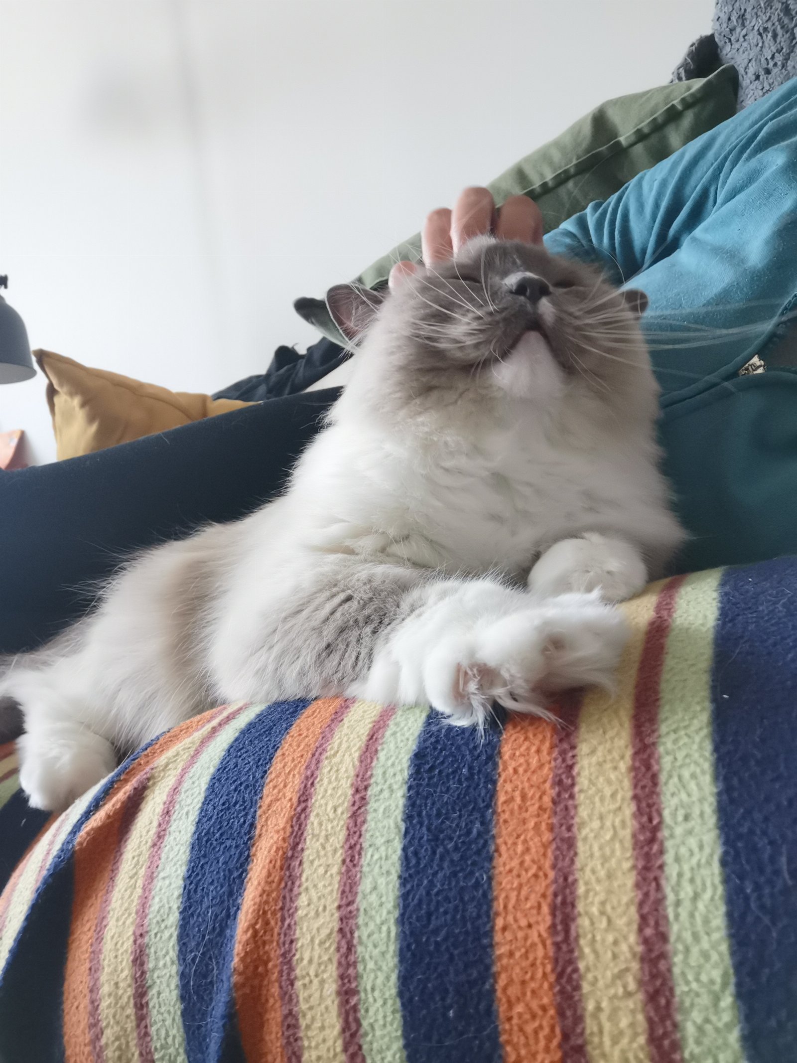 Natalia, pet sitter in Rotterdam, photo 1