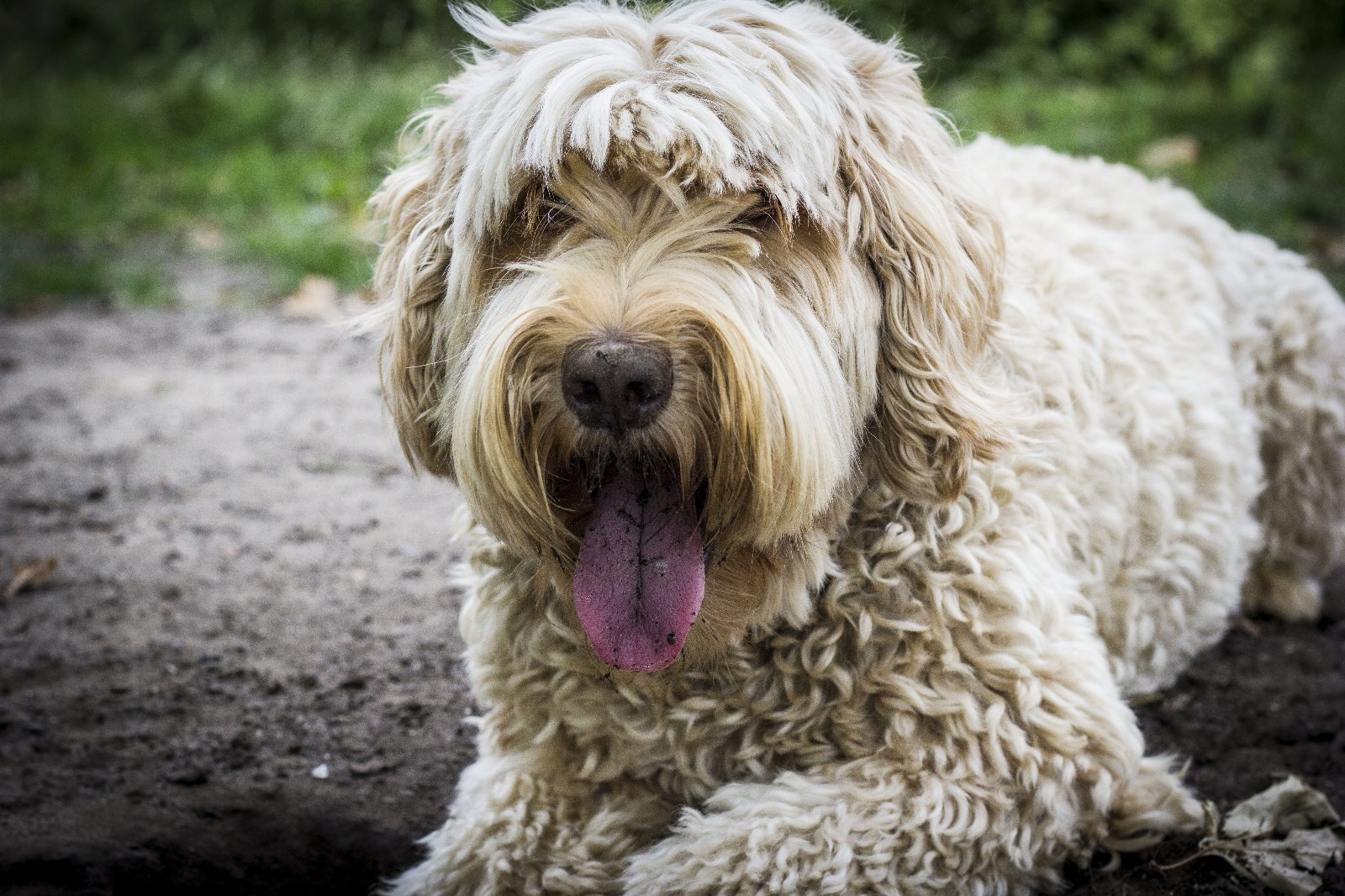 Max, pet sitter in Schiedam, photo 4