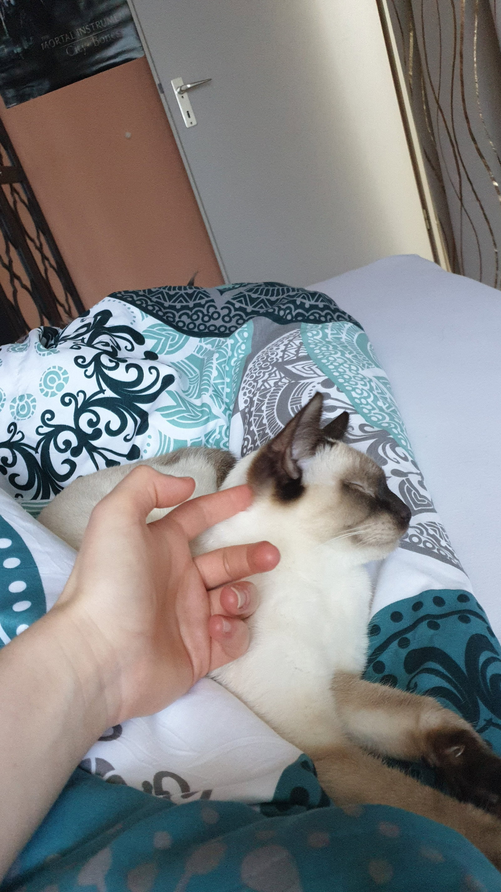 Sophia, pet sitter in München, photo 1