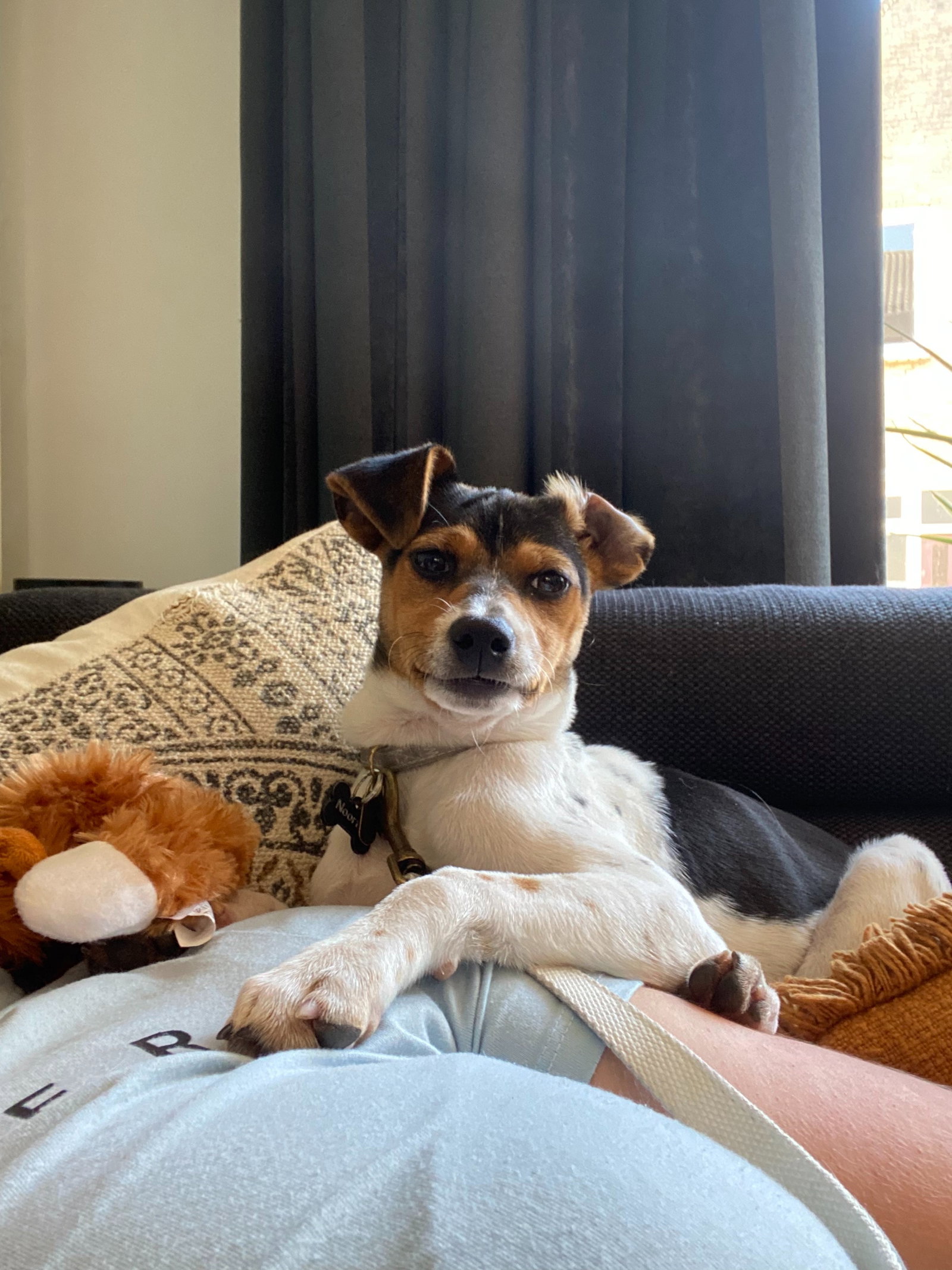 Isabeau, pet sitter in Stampersgat, photo 1