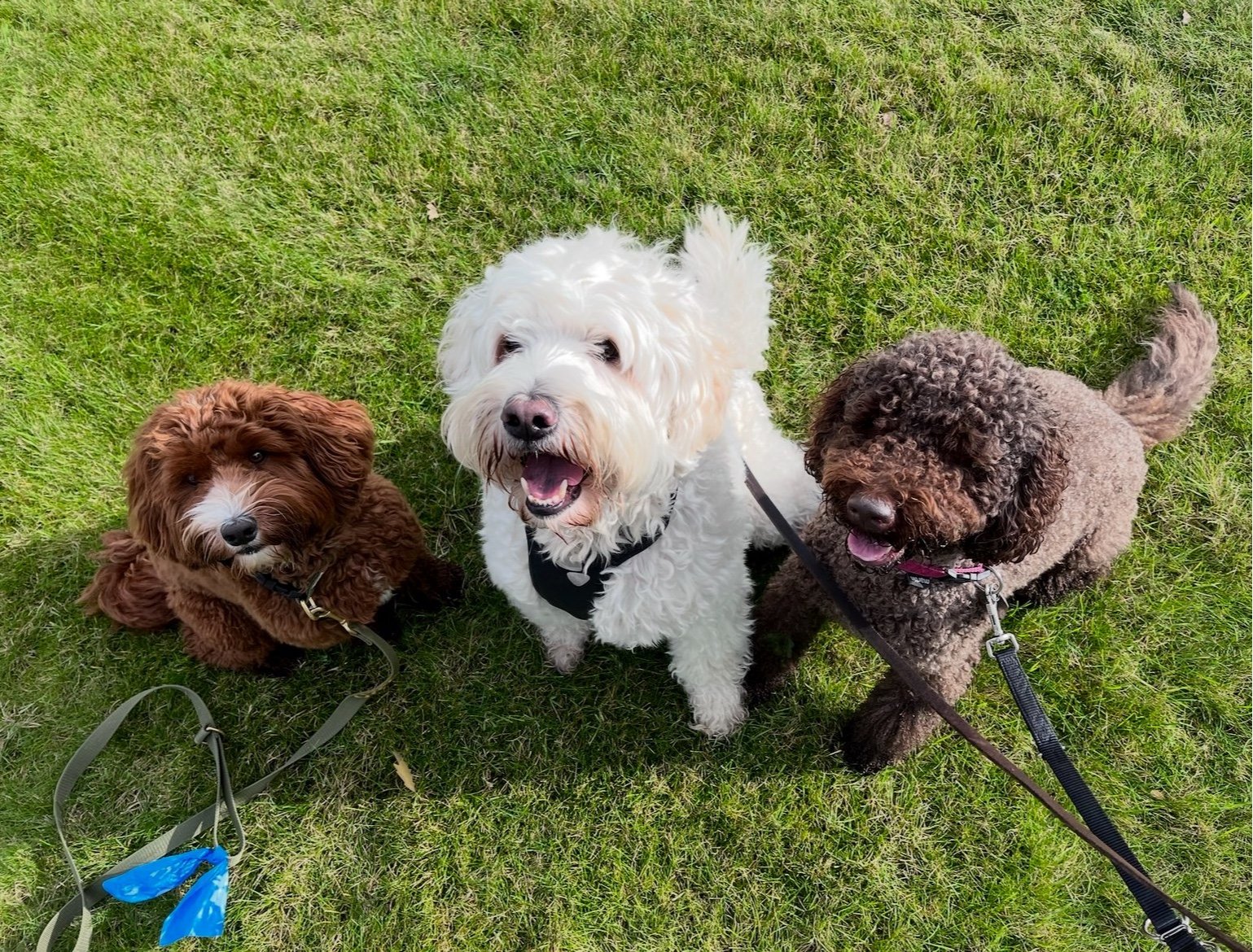J-P, pet sitter in Brielle, photo 3