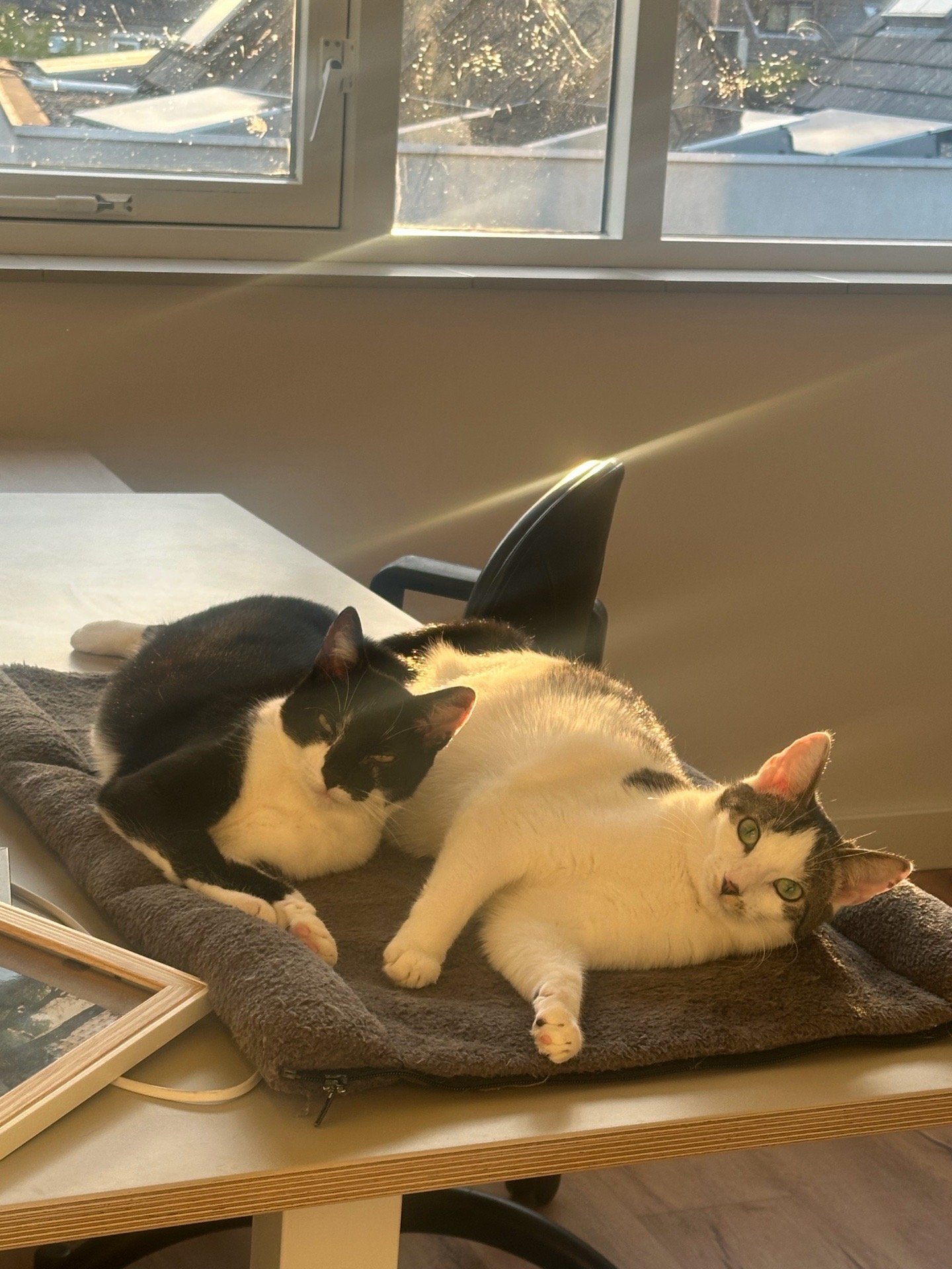 Luisa, pet sitter in Alphen aan den Rijn, photo 1
