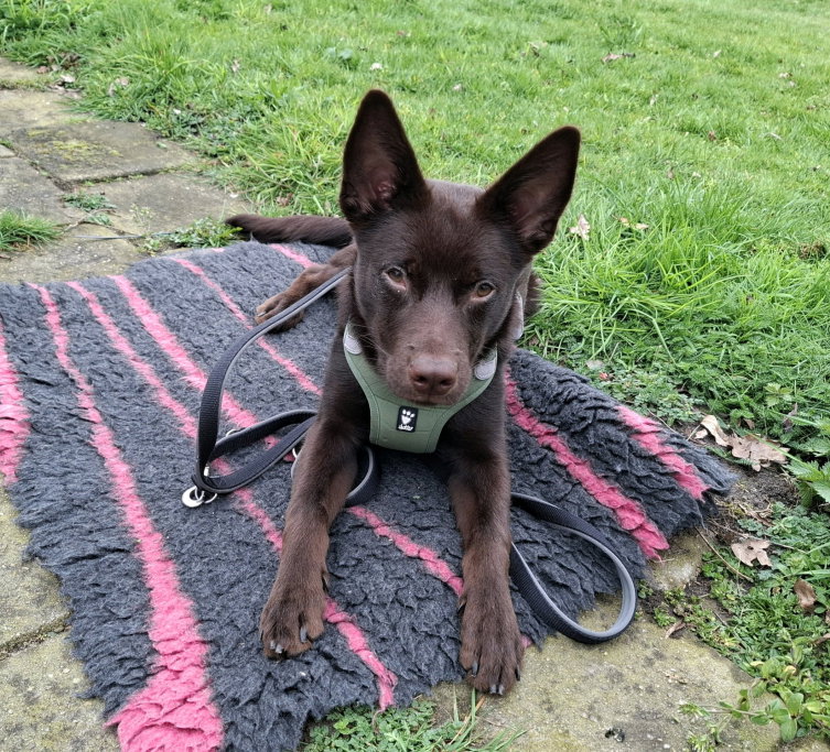 Daphne, pet sitter in Budel-Schoot, photo 2