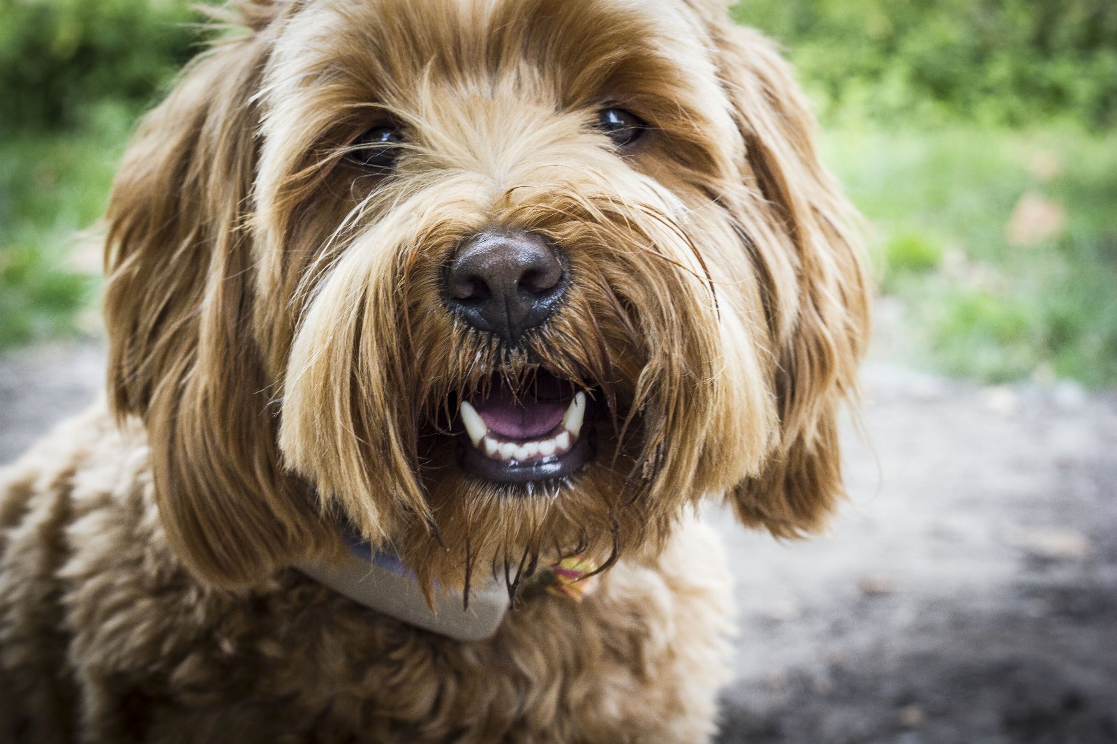 Max, pet sitter in Schiedam, photo 3