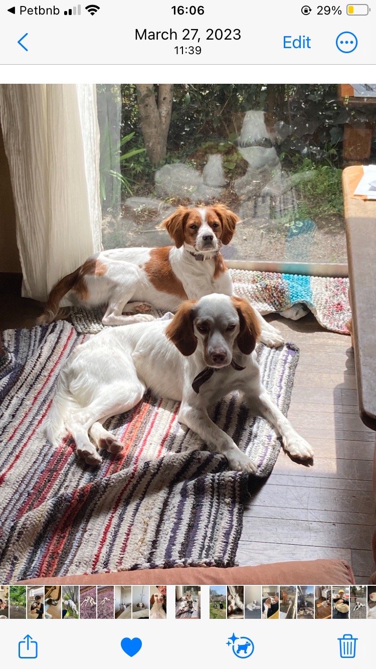 Seiko, pet sitter in Den Haag, photo 3