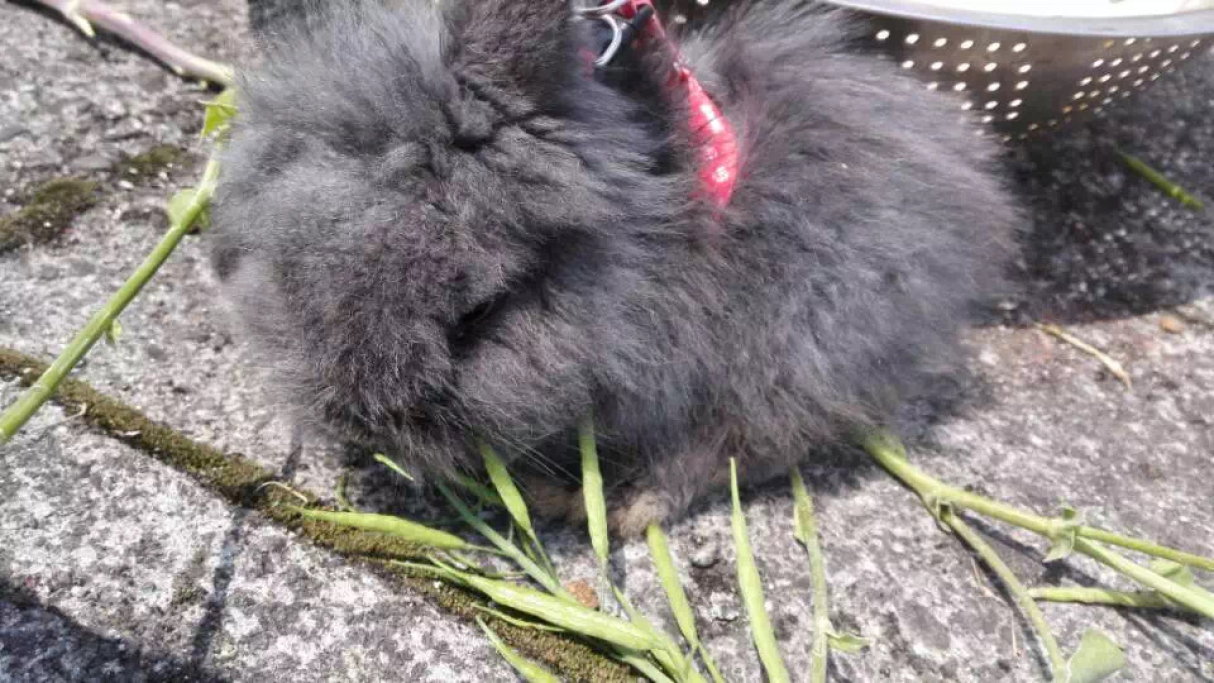 Kai, pet sitter in Amsterdam, photo 3