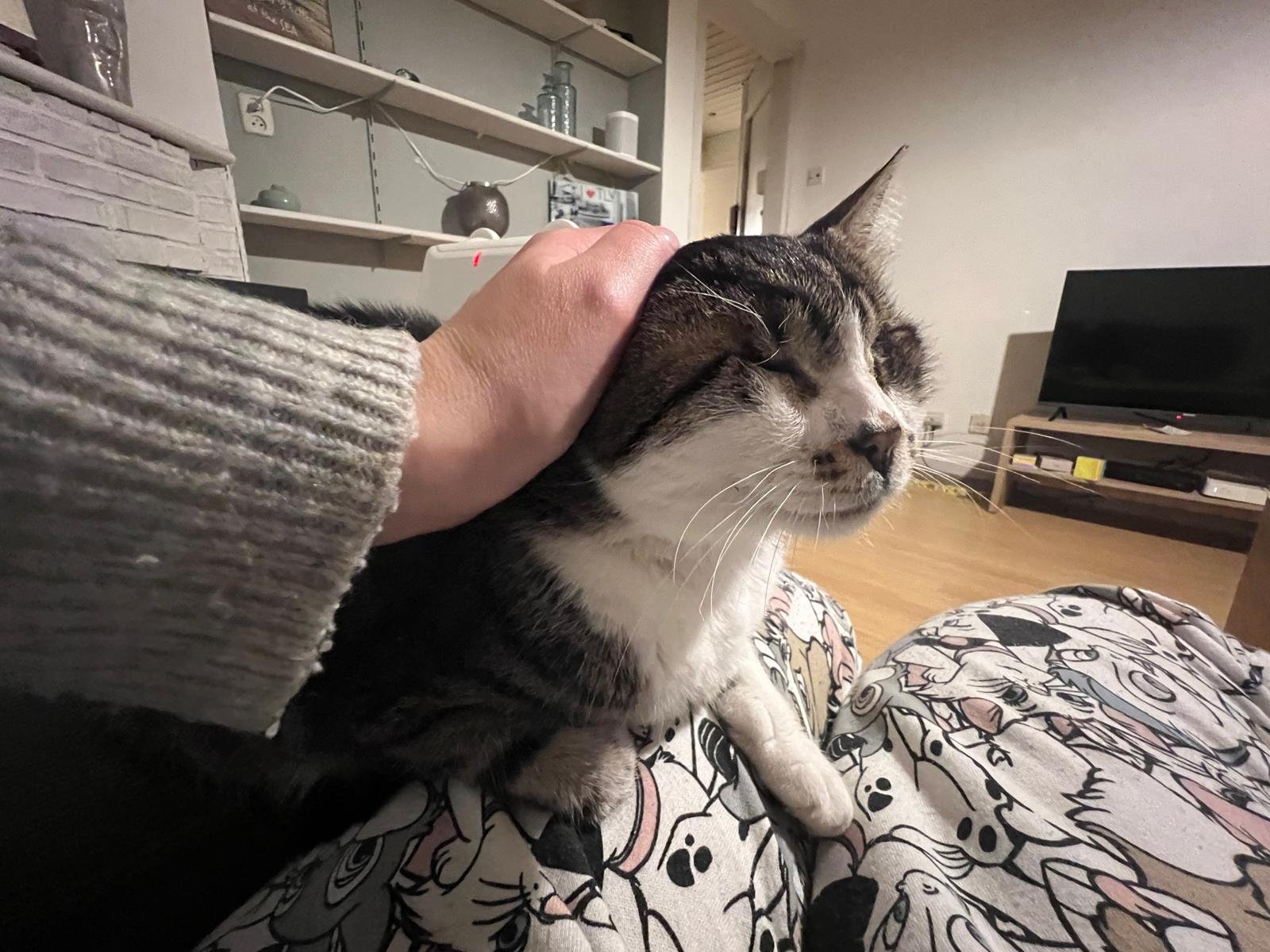 Lisa, pet sitter in Leeuwarden, photo 4