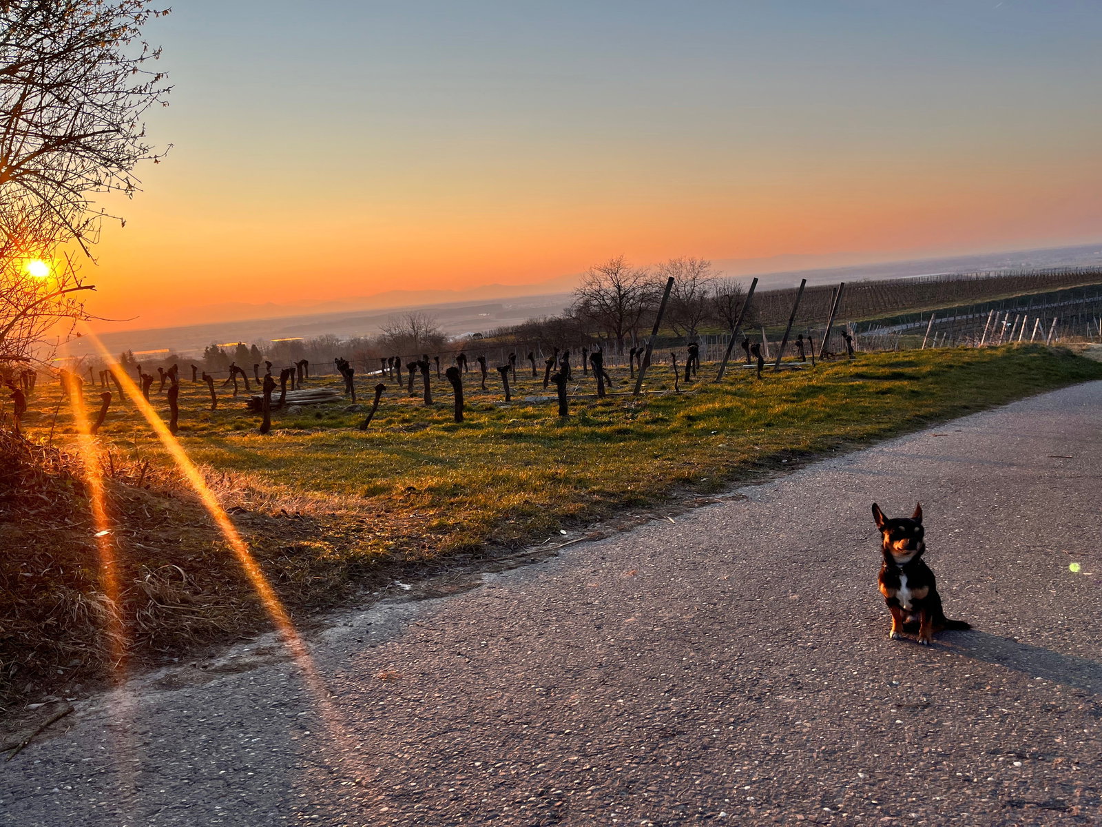 Isabella, pet sitter in Lahr, photo 5