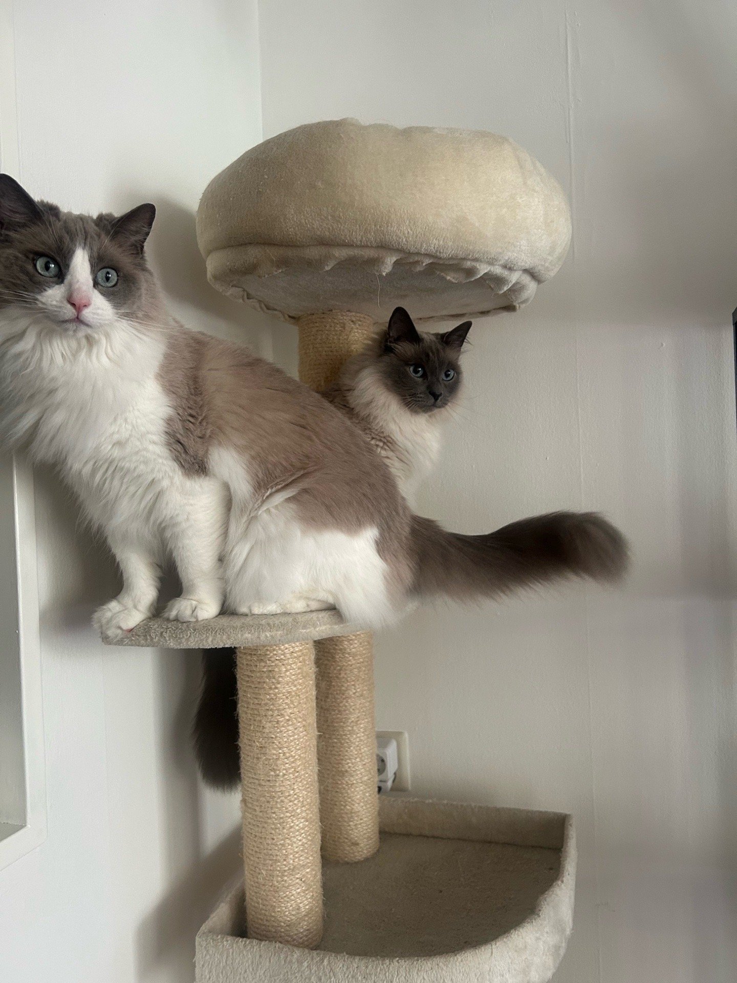 Mike, pet sitter in Tilburg, photo 2