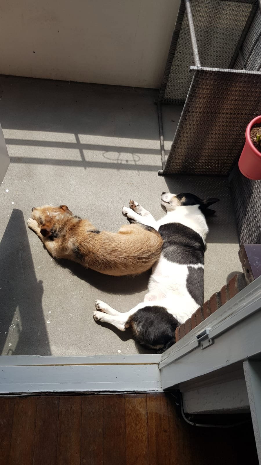 Eva, pet sitter in Waddinxveen, photo 3