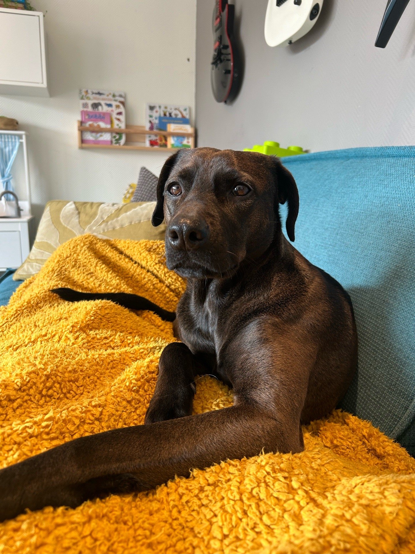 Esther, pet sitter in lisse, photo 1