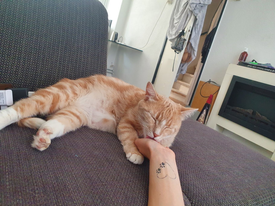 Bo, pet sitter in Rotterdam, photo 1
