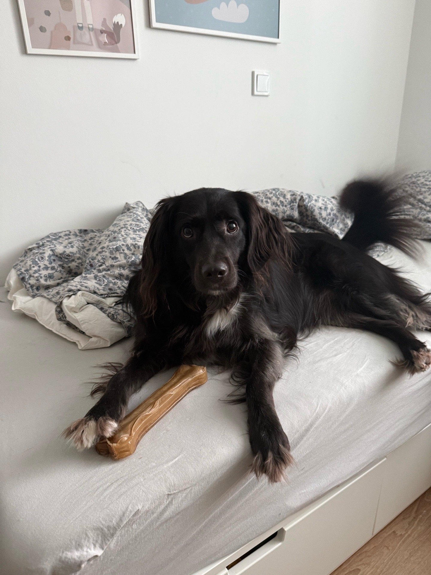 Stella Sophia, Tiersitter in Berlin, Foto 4