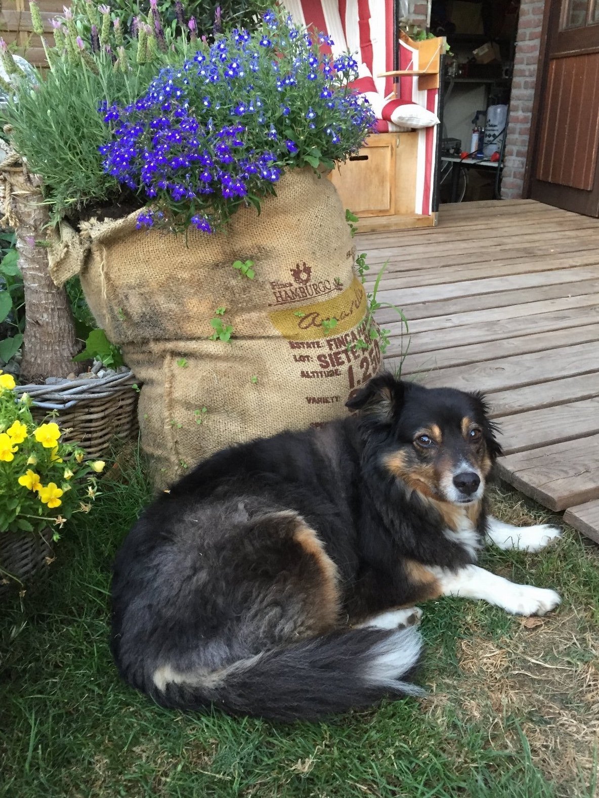 Anneli, pet sitter in Ockenfels, photo 4