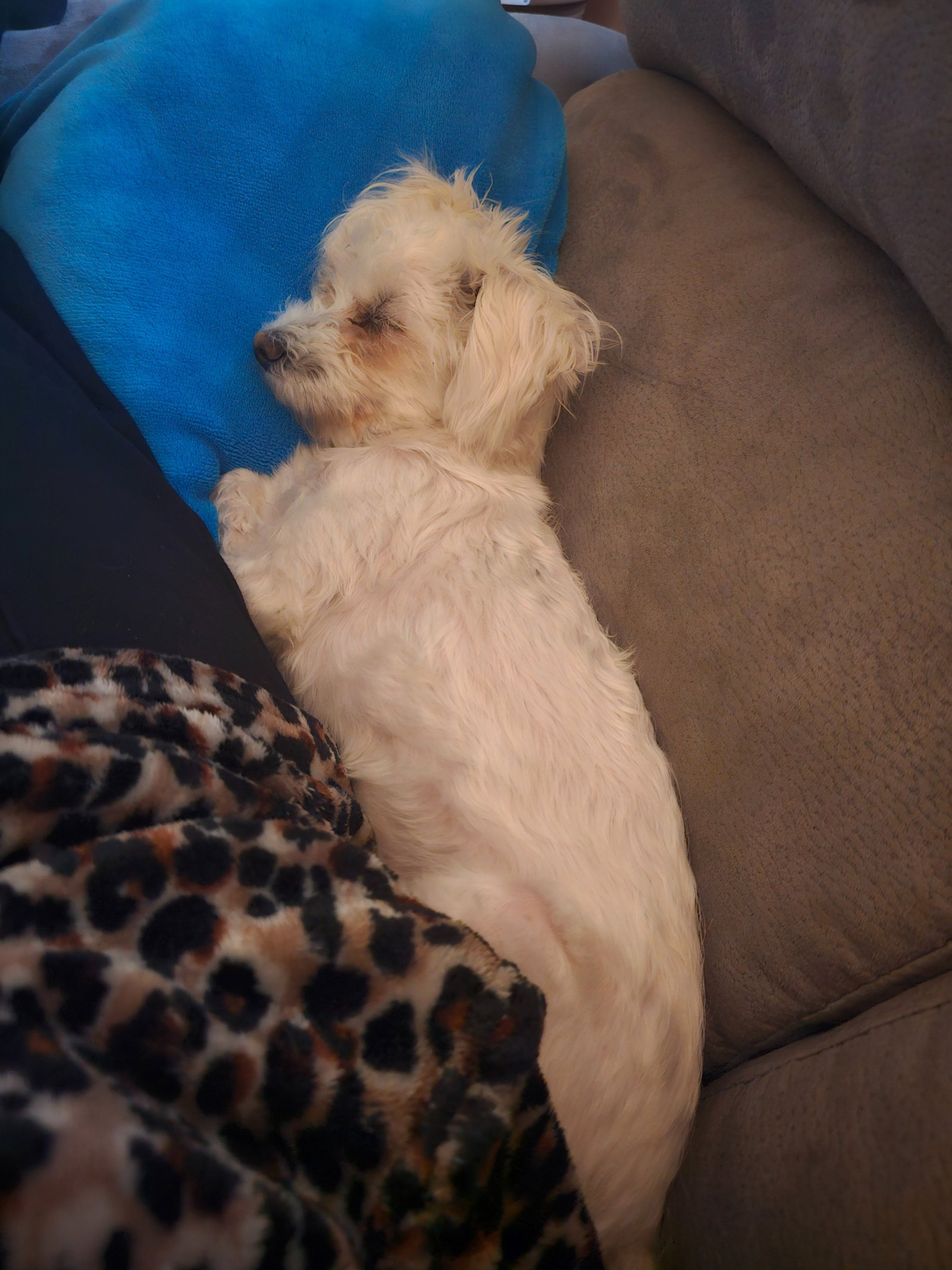 Melissa, pet sitter in Maren Kessel, photo 3