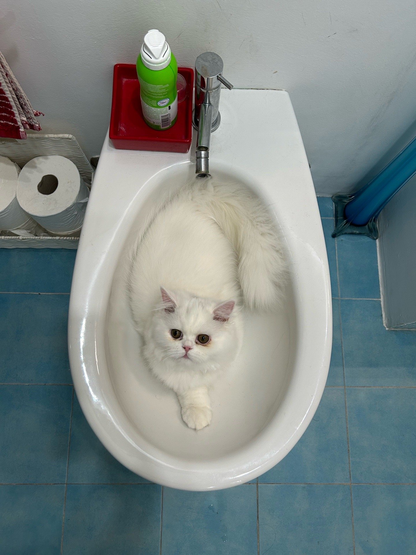 Marta, pet sitter in Uitgeest, photo 4