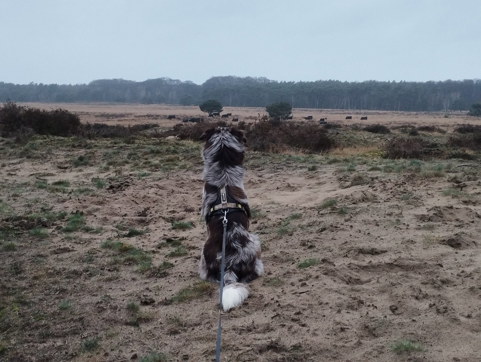 Ricardo, pet sitter in Lelystad, photo 1