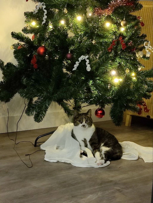 Xuan, pet sitter in Amsterdam, photo 2