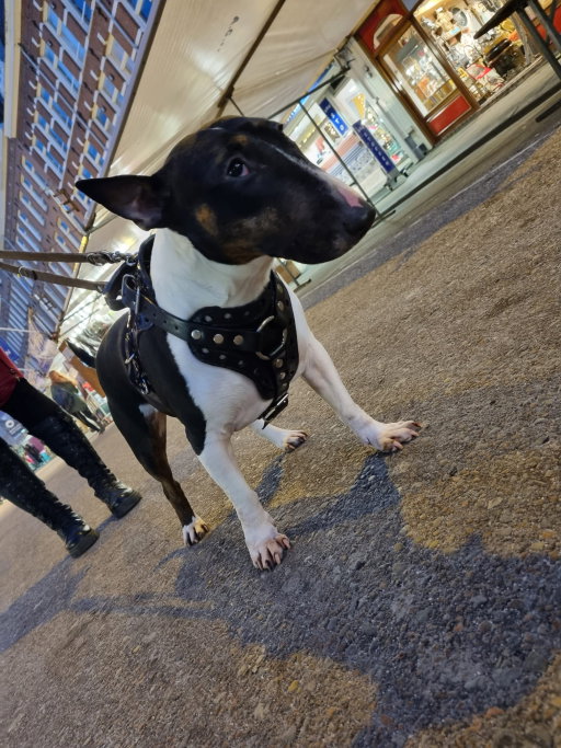 Khannea, pet sitter in Amsterdam, photo 3