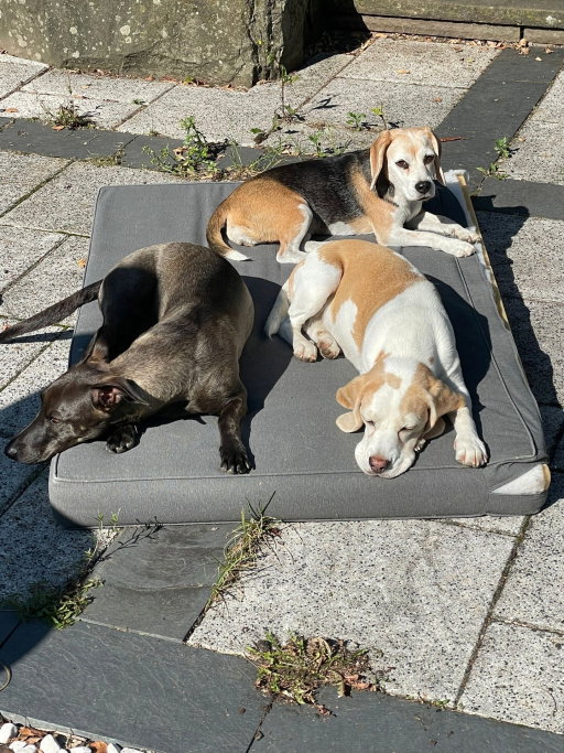 Miél, dierenoppas in Köln, foto 4