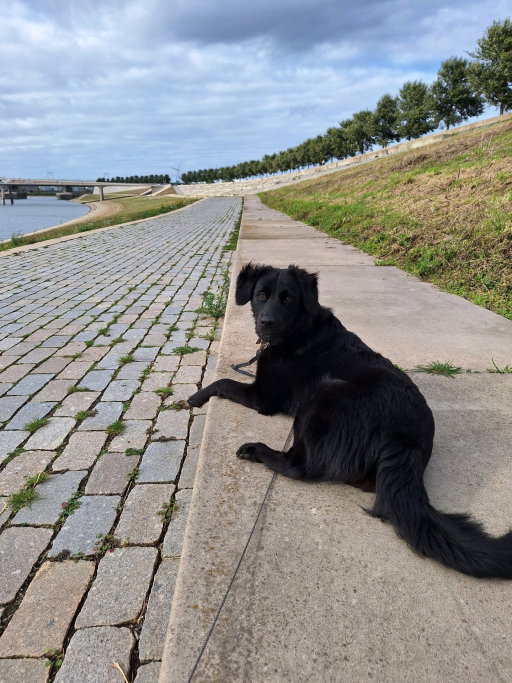 lotte, pet sitter in Nijmegen, photo 5