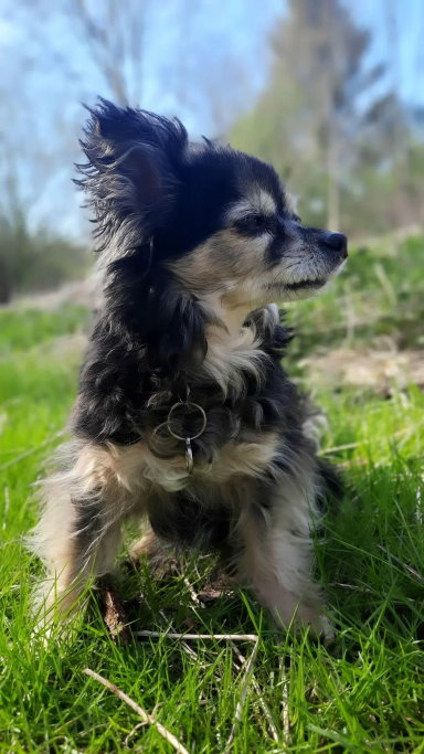 Linde, pet sitter in Purmerend, photo 1