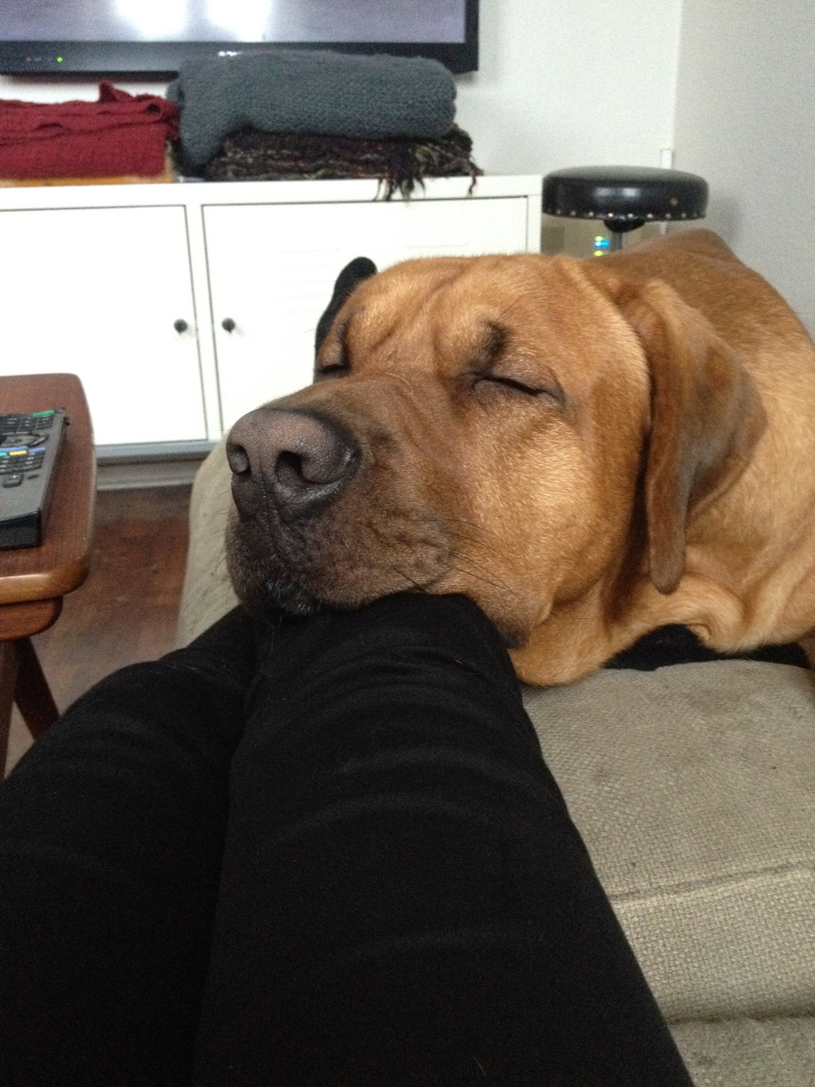Nanna, pet sitter in Amsterdam, photo 2