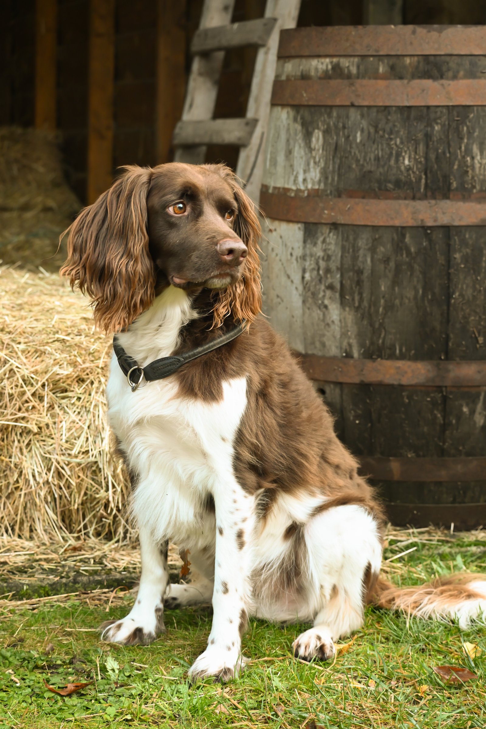 Nicole, pet sitter in Beek en Donk, photo 3