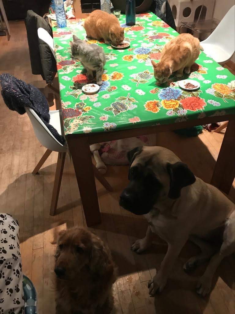 Dhewi, dierenoppas in Antwerpen, foto 4