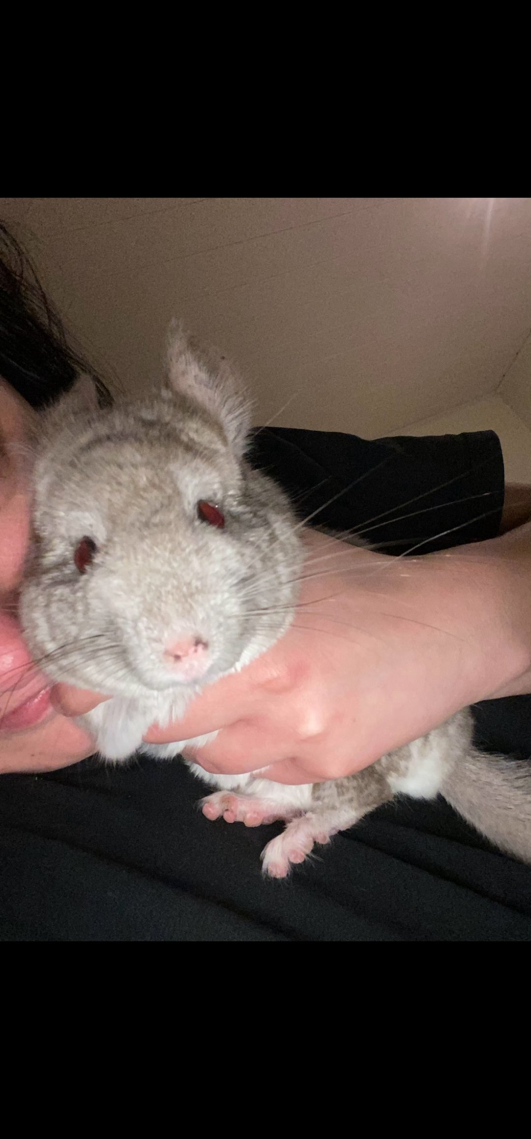 Noa, pet sitter in Tegelen, photo 2