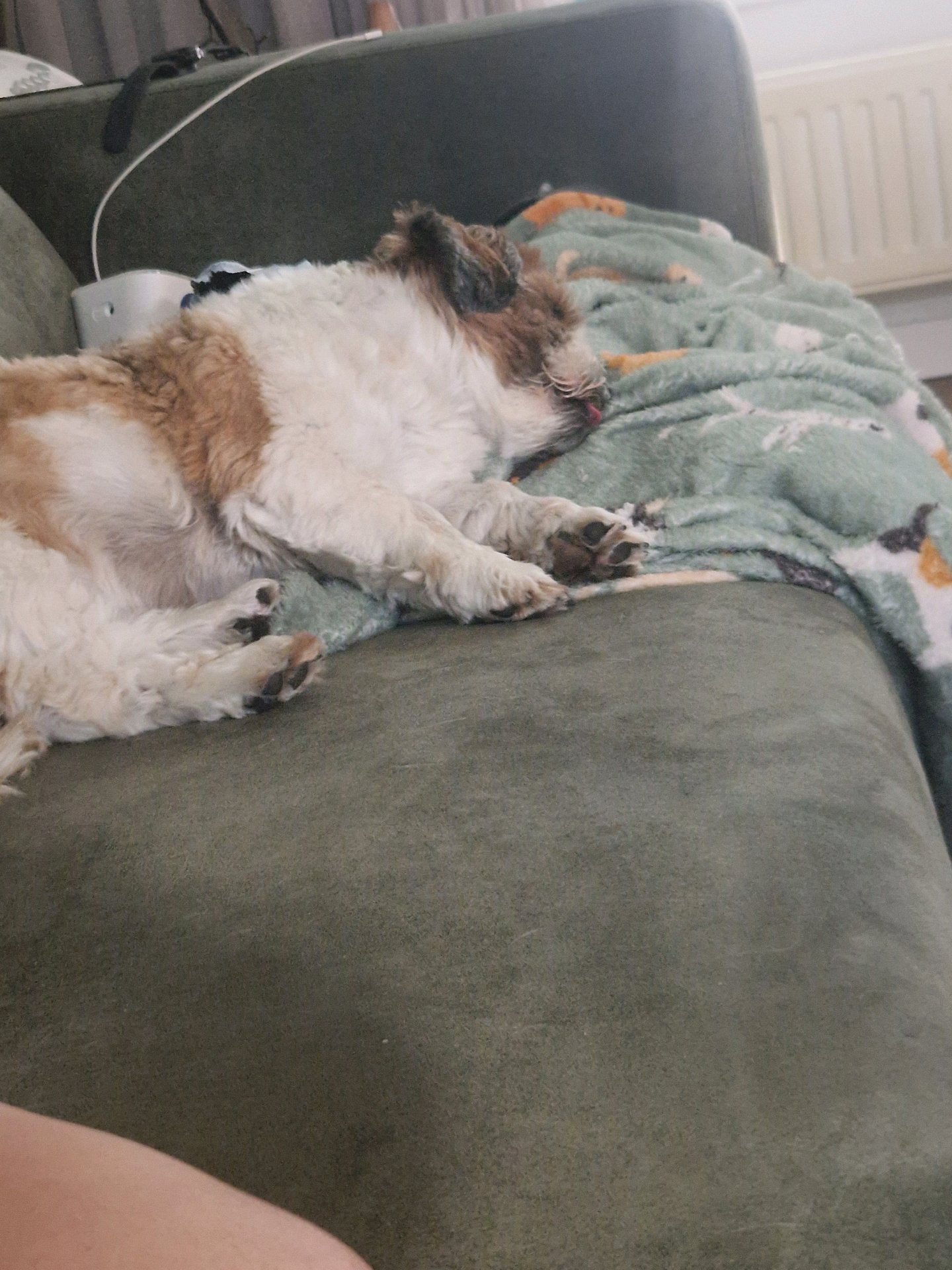 Susanne, pet sitter in Spijkenisse, photo 3