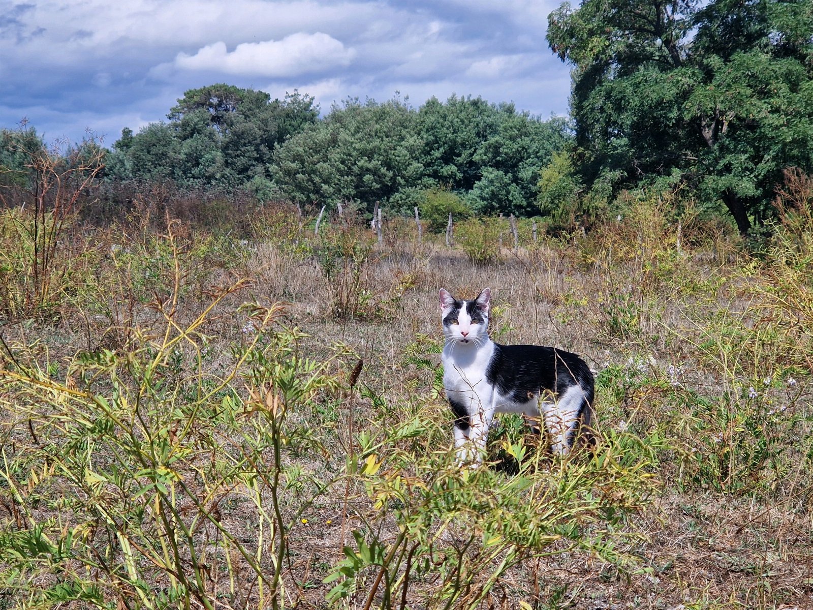 Disnelly, pet sitter in Rijswijk, photo 4