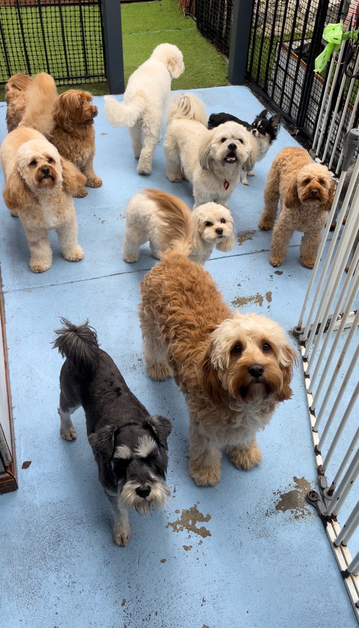 Rosie, pet sitter in Hürth, photo 1