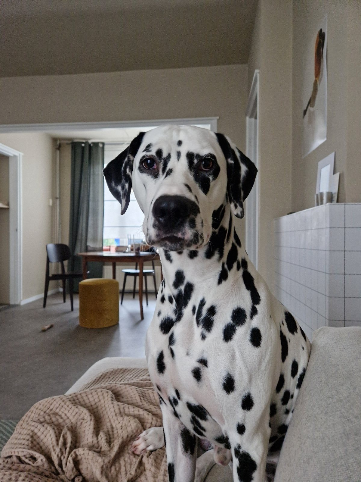 Karin, pet sitter in 's-Hertogenbosch, photo 1