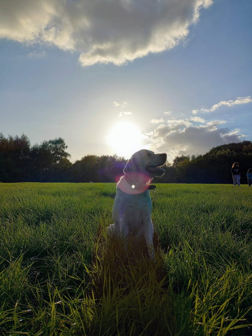 Kin, pet sitter in Waalre, photo 4