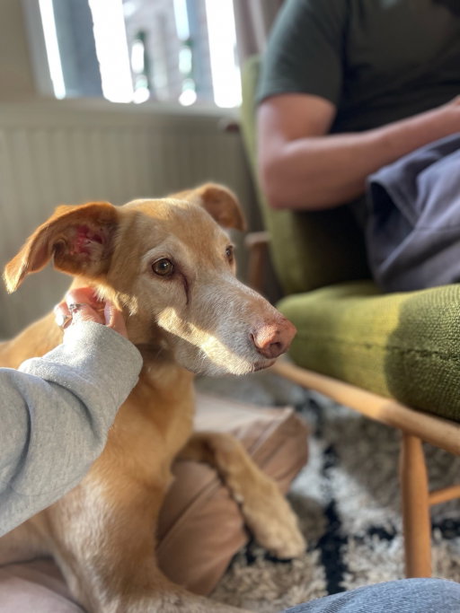 Frank & Kris, pet sitter in Utrecht, photo 4