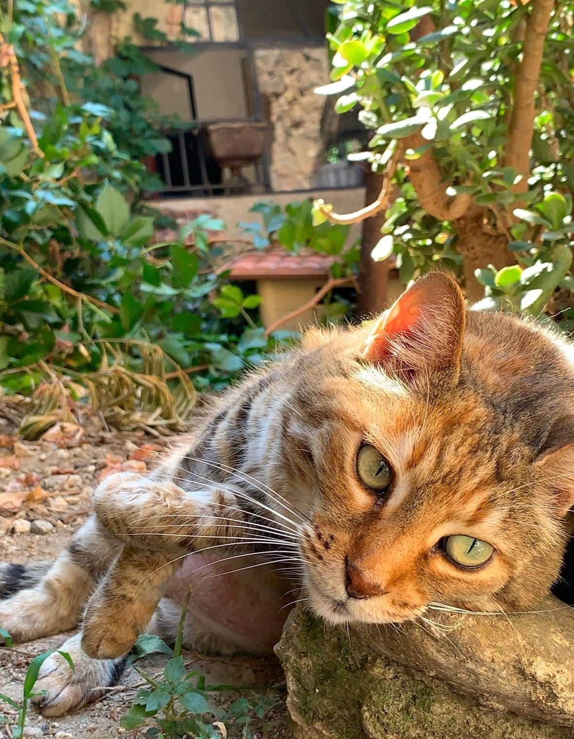 eva, pet sitter in Tiel, photo 1