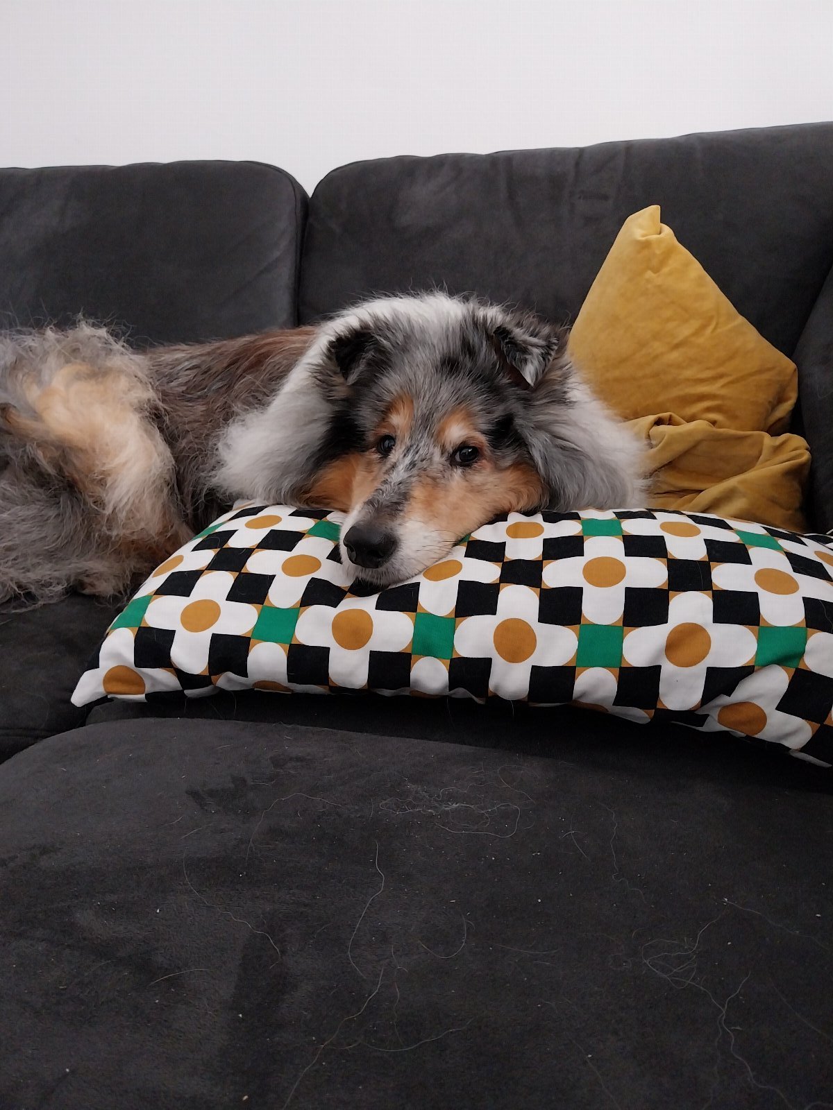 Diana, pet sitter in Ede, photo 3