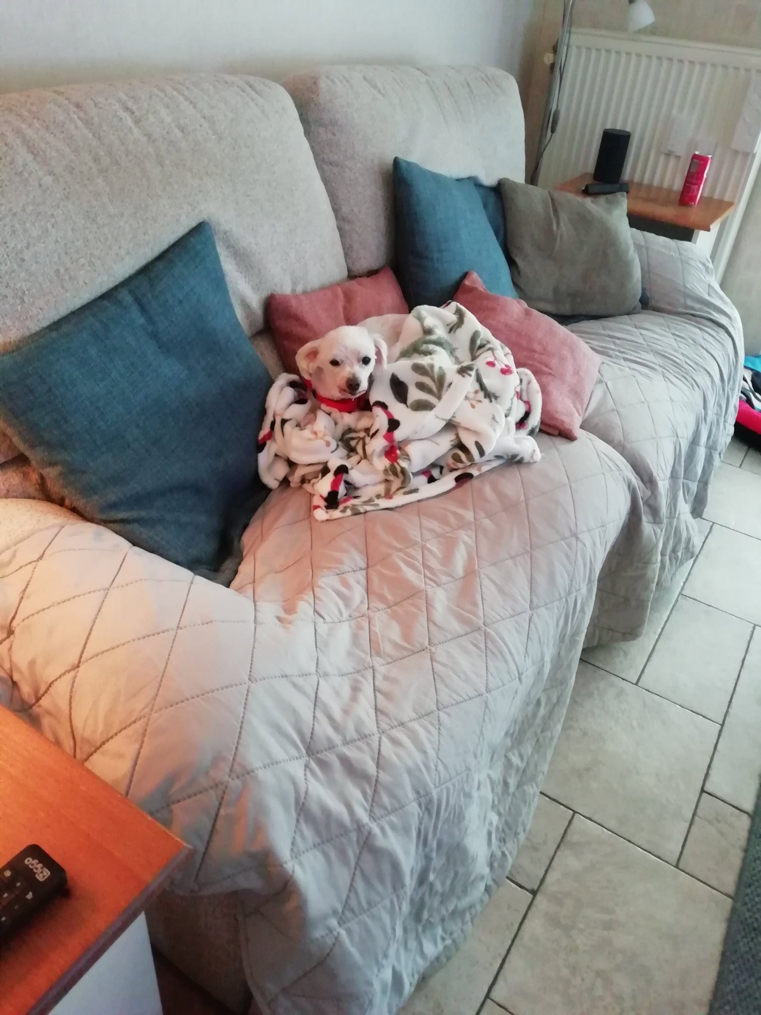 Barbara, dierenoppas in Lelystad, foto 2