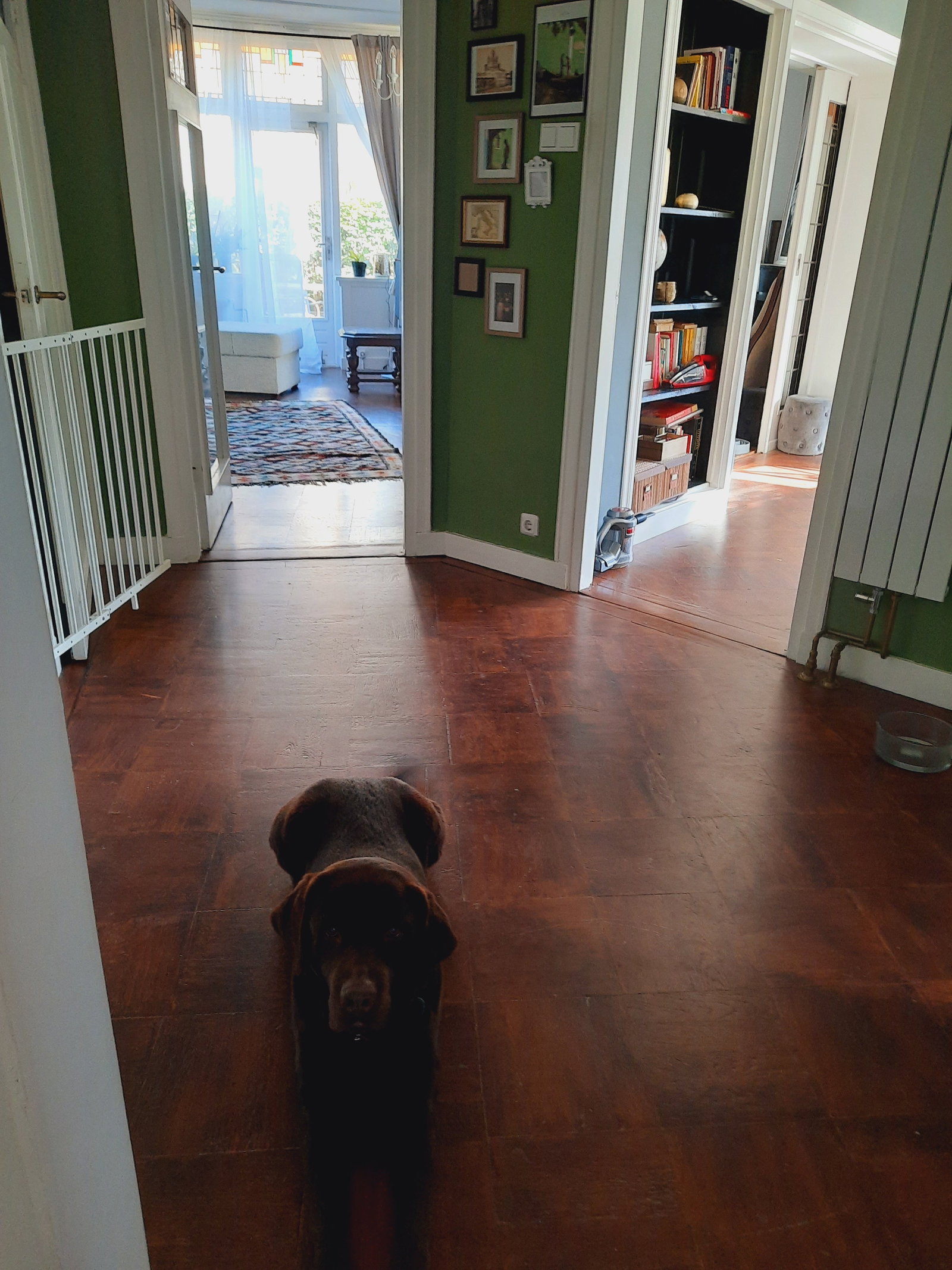 Madalina, pet sitter in Hilversum, photo 3