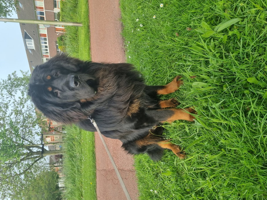Jennifer, pet sitter in 's-Gravenhage, photo 1