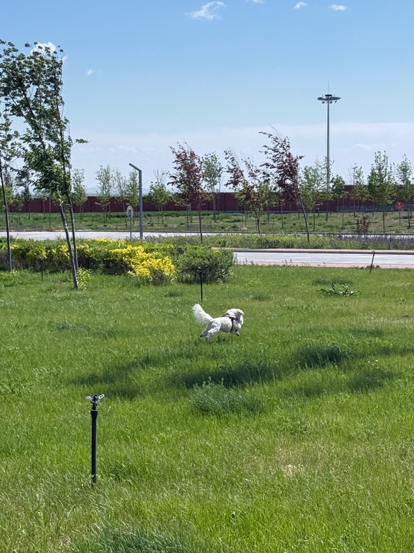 Jade, pet sitter in Amsterdam, photo 2