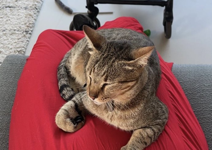 Melissa, pet sitter in Landsmeer, photo 2