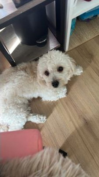 shar, pet sitter in Helmond, photo 2