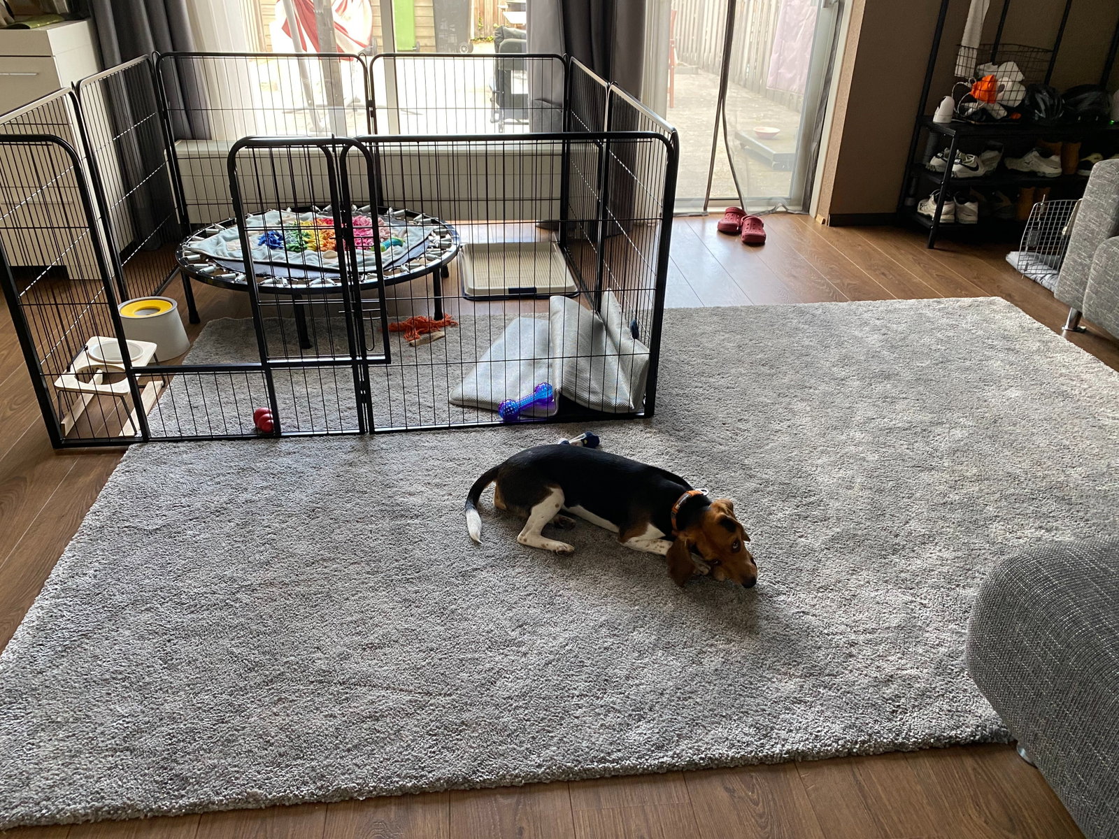 Shishi, pet sitter in Arnhem, photo 1