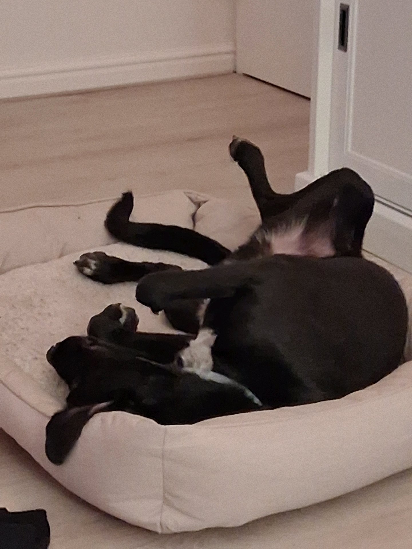 Christa, pet sitter in Weesp, photo 1