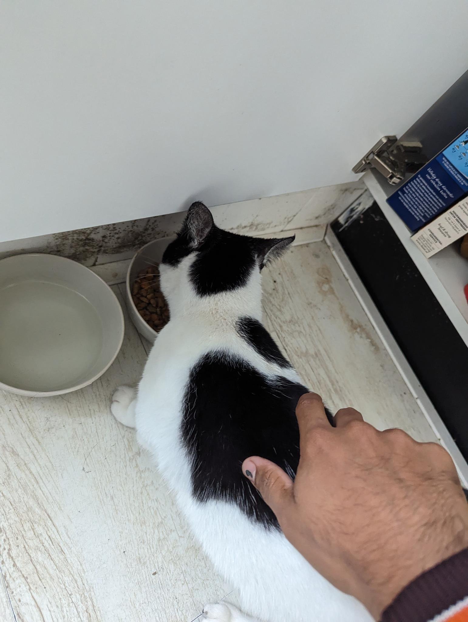 Charlie, pet sitter in Amsterdam, photo 4