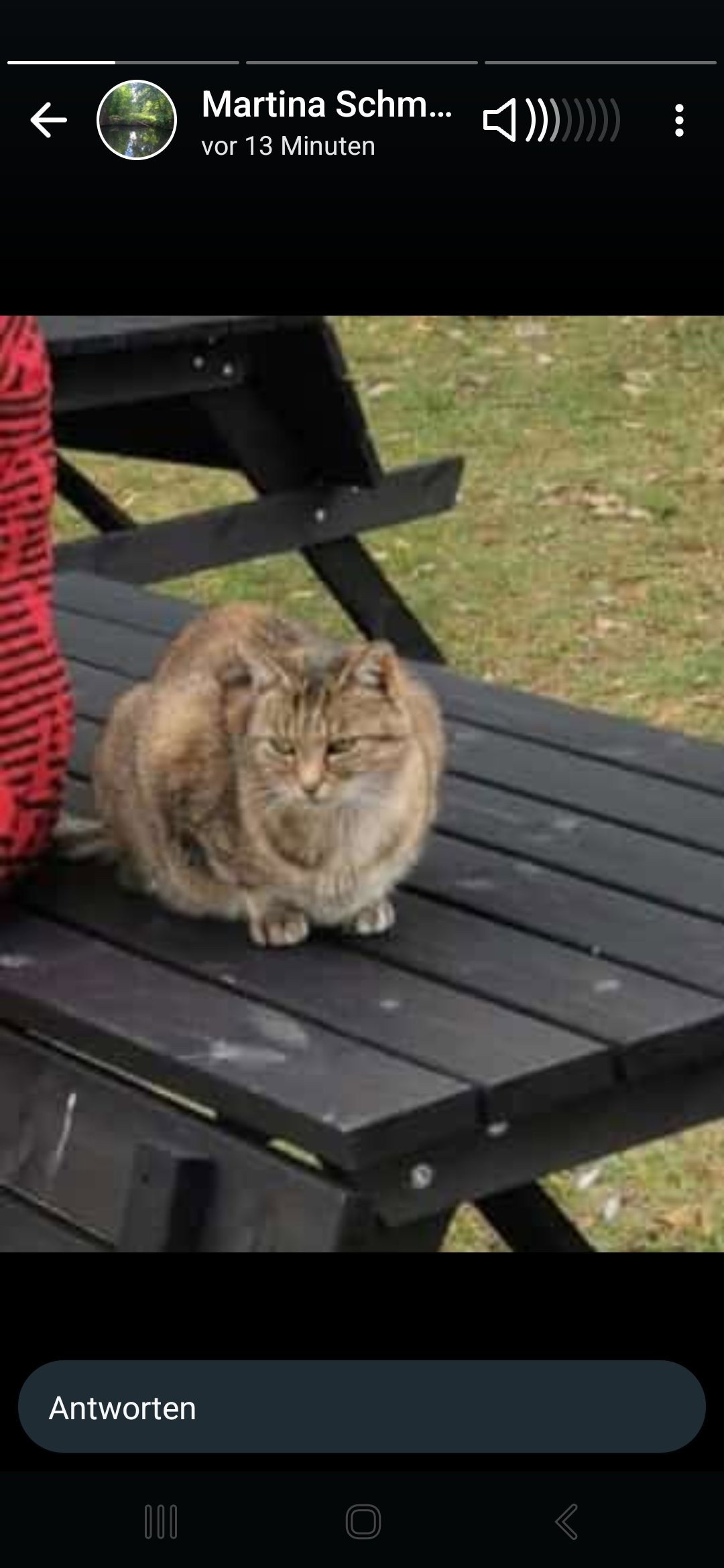 Sabine, Tiersitter in Berlin , Foto 2