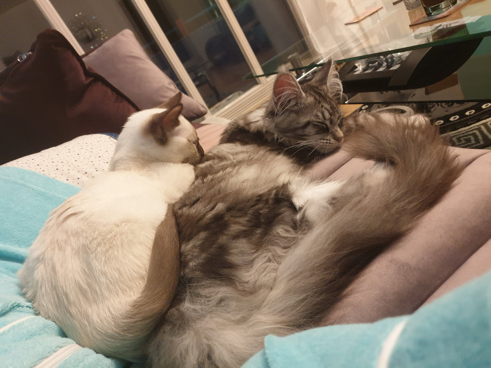 Sophia, pet sitter in München, photo 2